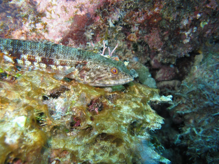 Dive Photos/2009-07 Great Barrier Reef/img_0967.jpg